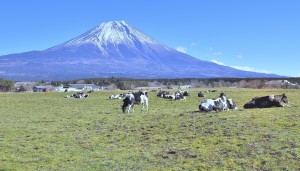 朝霧高原の富士山と牛